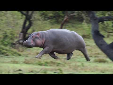 Hippo On The Run (I've never seen this before)