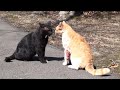 Deadly Fight Between Cat
