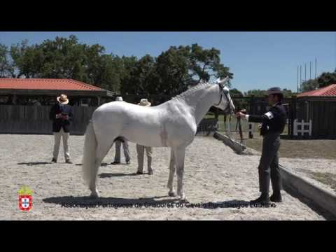 200619 9 El Rei - Aprovação de Garanhões