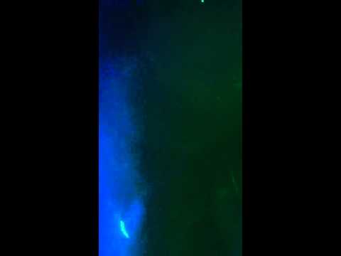 Acceleration Bounce 2nd Birthday Mc Lewis P