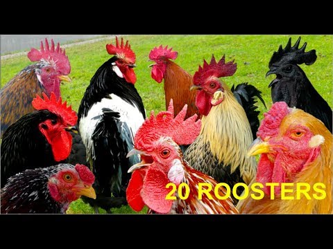 20 different roosters crowing - Krähruf der Hähne von 20 verschiedenen Hühnerrassen im Vergleich