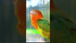 Download lagu LOVEBIRD Fighter || Cocok Buat Pancingan Emosi!! mp3 Download lagu LOVEBIRD Fighter || Cocok Buat Pancingan Emosi!! mp3