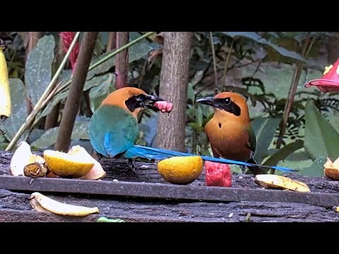 Rufous Motmot Offers Snack to Potential Mate, March 31, 2023 | Panama Fruit Feeder Cam