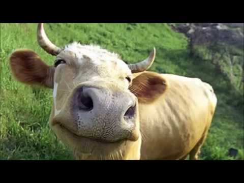 Vergil Bogdan - Prostia omeneasca, de Ion Creanga