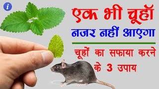Home Remedies to Get Rid of Rats in Hindi | By Ishan