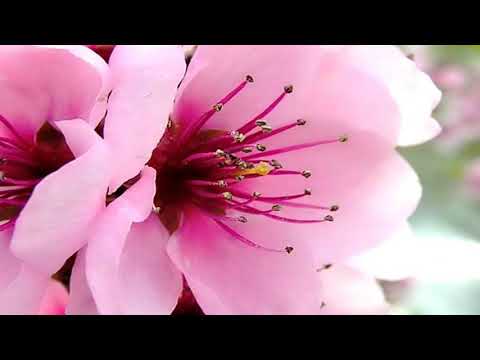 F L O W E R S   -  F O R   -  E A C H  -   !