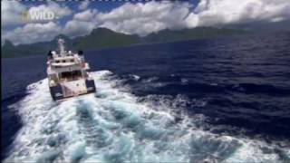Pacific Ocean Paradise - National Geographic Channel - Mike Cooper - British Voiceover Artist