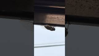 ワシは泣かぬよ。暑いし…