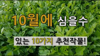 10월에 심을 수 있는 10가지 추천 작물! #10월 텃밭에 심을 수 10가지 작물입니다.
