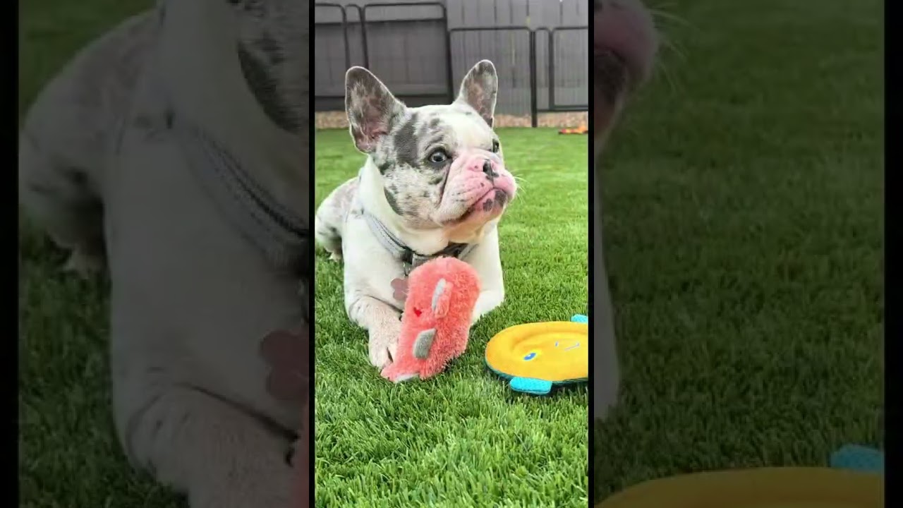 Enlarge Harley, a ADOPTABLE French Bulldog in Citrus Heights, CA video 6/6