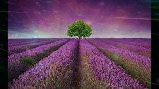 Lenny Kravitz ~ Fields Of Joy ~ Mama Said  (Remastered)