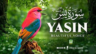 Surah Yasin (Yaseen) for Healing | Relieve Stress, Depression & Anxiety | سورة يس | #surahyaseen