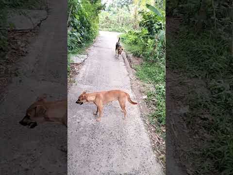 Jo Log Kutta Plate Hai🐕‍🦺 |@subhendupersonal #shorts #dog #pets #doglover #animals #cutedog