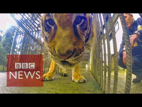 Tiger: How to transport world's largest cat