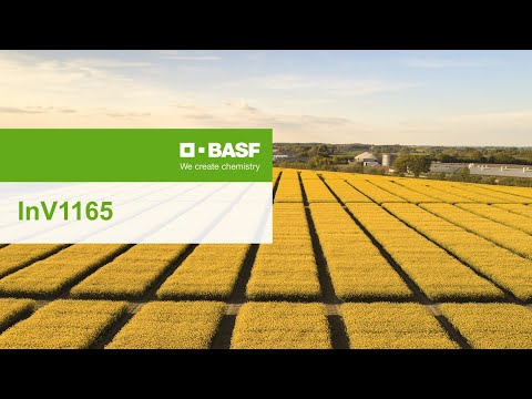 InVigor® winter oilseed rape – InV1165