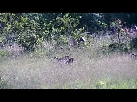 Djuma: Impalas, Baboons and Nyalas - 17:16 - 01/14/2023