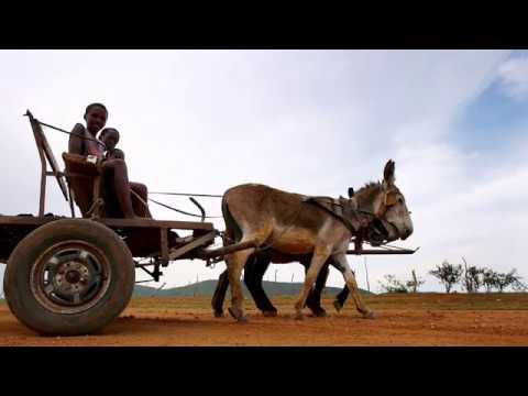 Autohtone vrste Srbije ep. 16 06.06.2019. Balkanski magarac