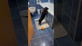 Bújócska Pajti módra 🫣😆❤️🐾 #pajti #foryou #játék #bújócska #hideandseak #dachshund #tacskó
