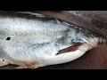 Amazing indian Basa Fish boneless and Skinless Cutting skills of ( Pangasius Fish )