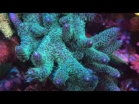 Mixed Reef Tank (11 Months Update)