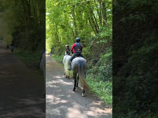 Cavalla Lusitano In vendita 2021 Grigio ,  Furacao II Sernadin