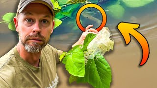 Feeding My Garden Pests to MY FISH!