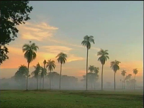 A música de Pantanal, ao vivo - Marcus Viana