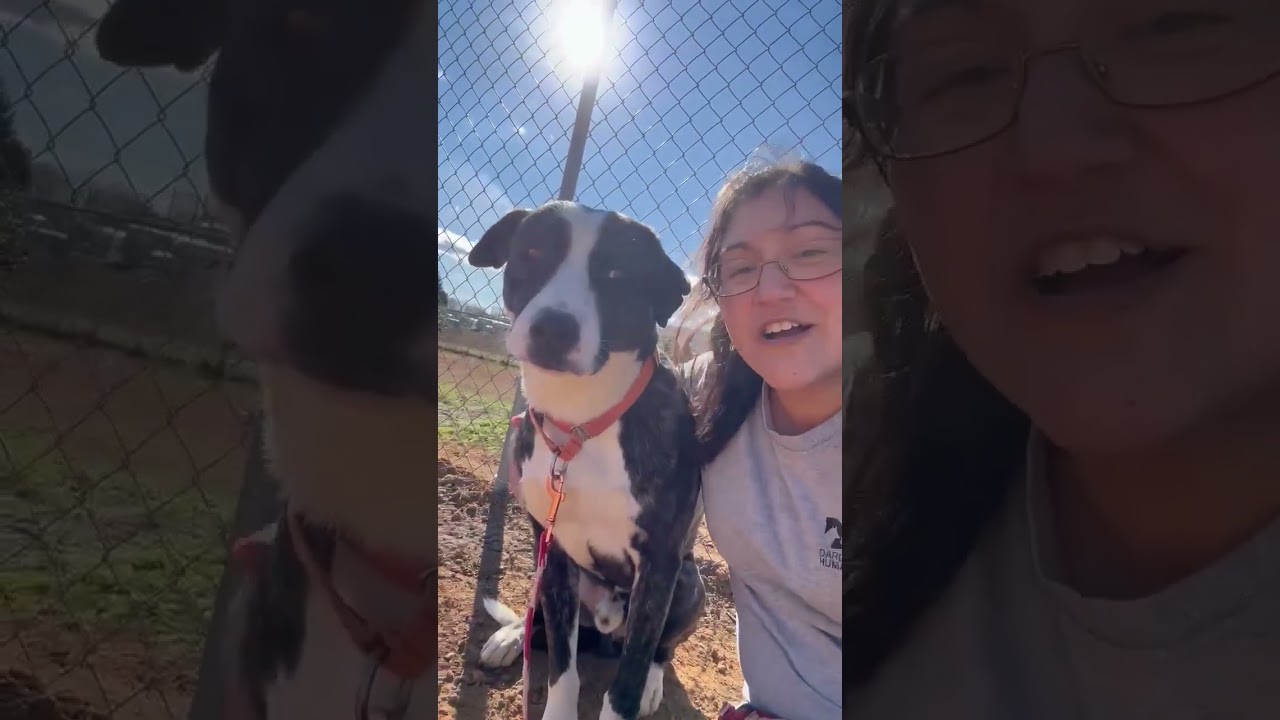 Enlarge Elliot, a Adoptable mixed breed in Hartsville, SC video 6/6