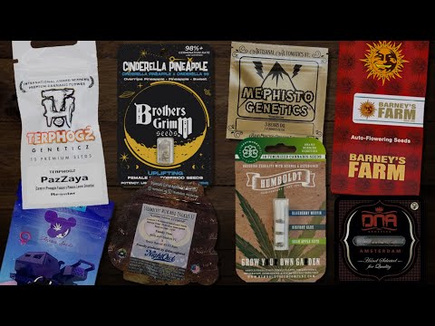 10 Best Cannabis Seeds for 2025: Top Genetics to Grow Loud