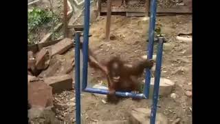 Mono se pega en la cara pipipipi 😔