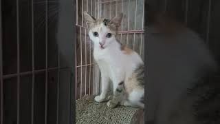 [認養]聲音軟綿綿的三花貓(6個月大) 