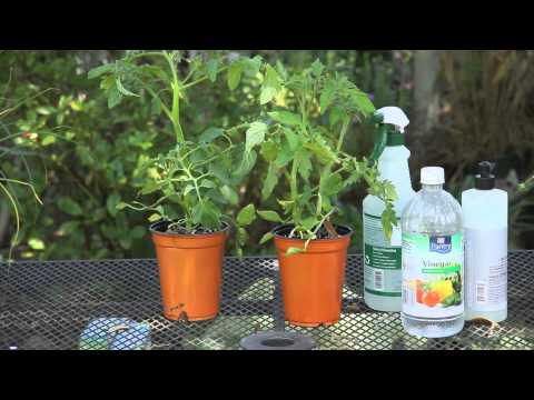 Spray for Caterpillars on Tomatoes : Garden Space