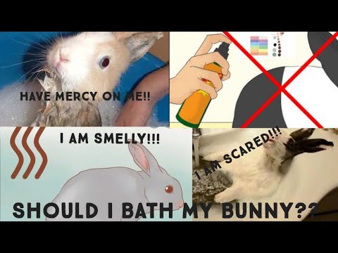 How To Clean Your Bunny (Part-2)