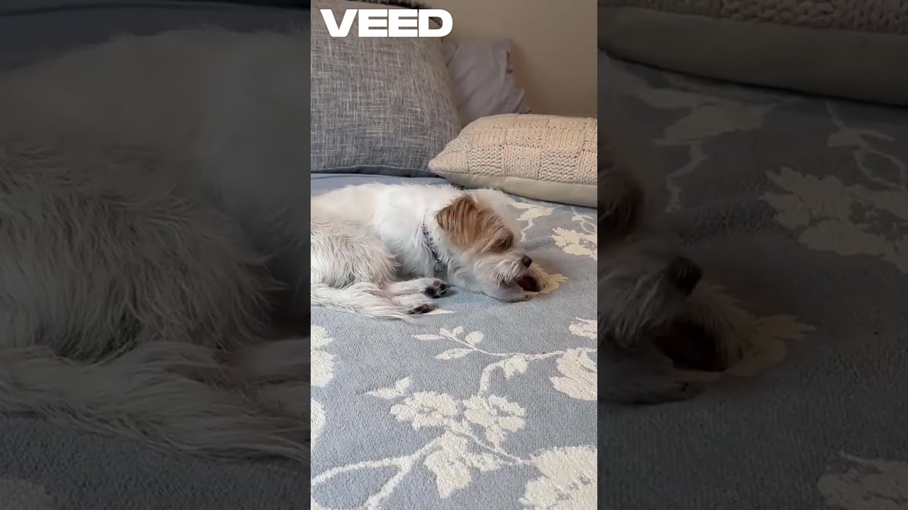 Enlarge Lulu - COMING SOON! , a Adoptable mixed breed in Putnam, CT video 5/5