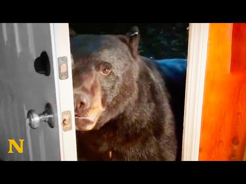 Wild Bears Have Unique Relationship With Woman