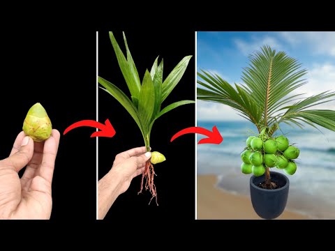 Habilidade Única Como cultivar coqueiro com mini frutos de coco || cultivar coco | propagar coco