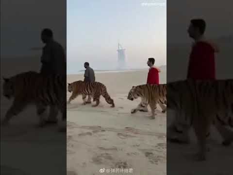 Morning walk around jumeira beach