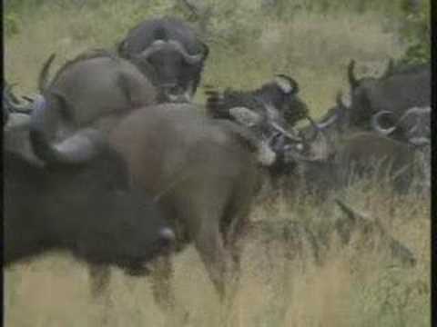 Cape Buffalo Herd Pt.2