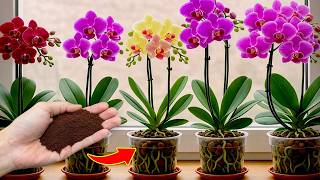 1 Spoon of Coffee! Orchids create new roots and flowers immediately