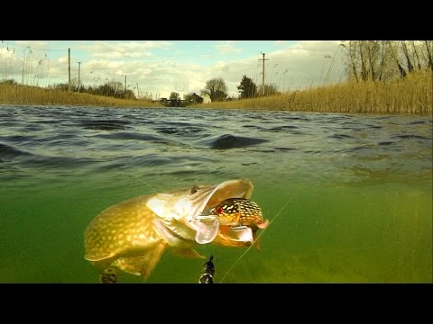 Aggressive big pike attack baby pike rubber fishing lure in split-shot.