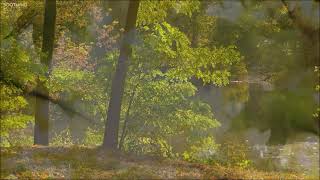 AY PENA PENITA PENA   LOLITA