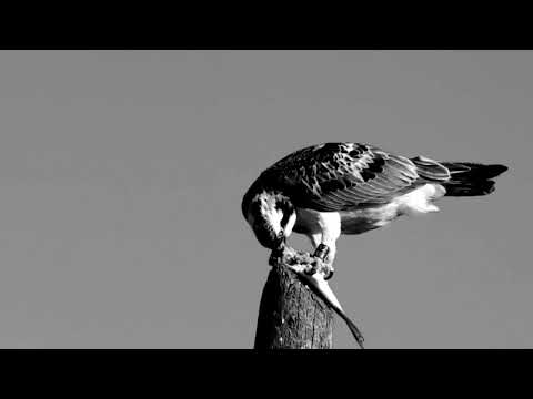 Luda Huna - Drevored (Original)