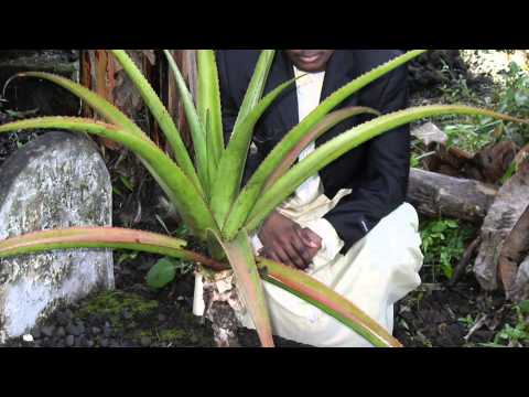 GueNzO "Tu N'es PluS La" 1er Extrait ´´les Larmes D'un Hommé´