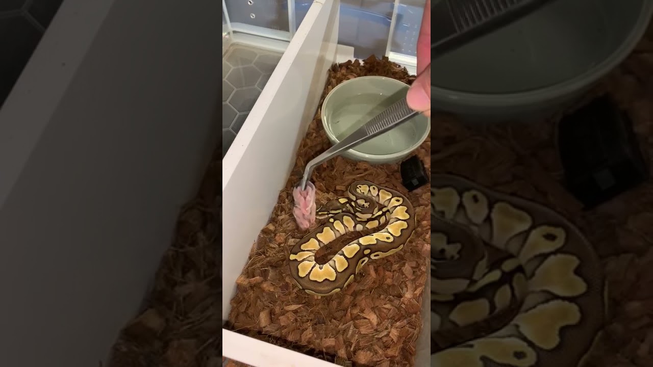baby ball python first feed