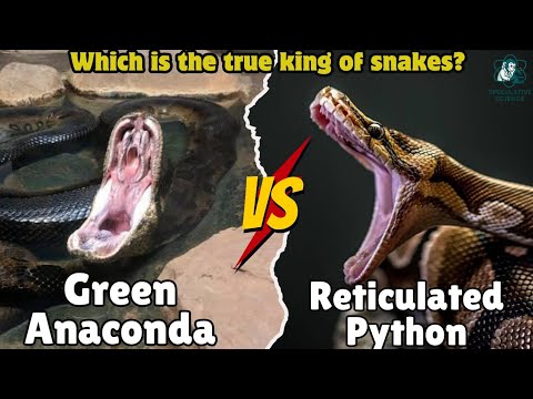 Reticulated Python vs Green Anaconda — The Ultimate Size Myth-Buster