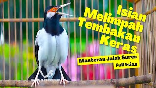 Download lagu Pancingan Jalak Suren Gacor Full Isian Mewah‼ Efektif Untuk Menaikan Mental Jalak Agar Bongkar Isian mp3 Download lagu Pancingan Jalak Suren Gacor Full Isian Mewah‼ Efektif Untuk Menaikan Mental Jalak Agar Bongkar Isian mp3