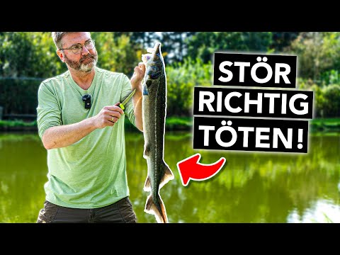 Waidgerecht und richtig 🔪 Stör töten mit Herzstich (Schritt-für-Schritt-Anleitung)