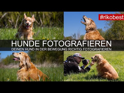 Deinen Hund in Bewegung fotografieren - Tipps für perfekte Tierfotos - Tutorial Hunde Fotografie