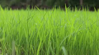 Download lagu rice field | rice farm mp3 Download lagu rice field | rice farm mp3