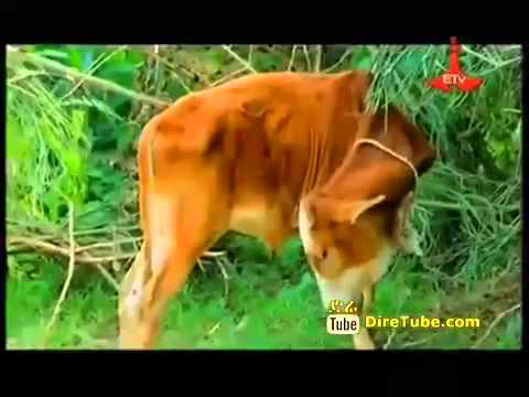 New Asne Abate Buresame Ethiopian Music Video 2014